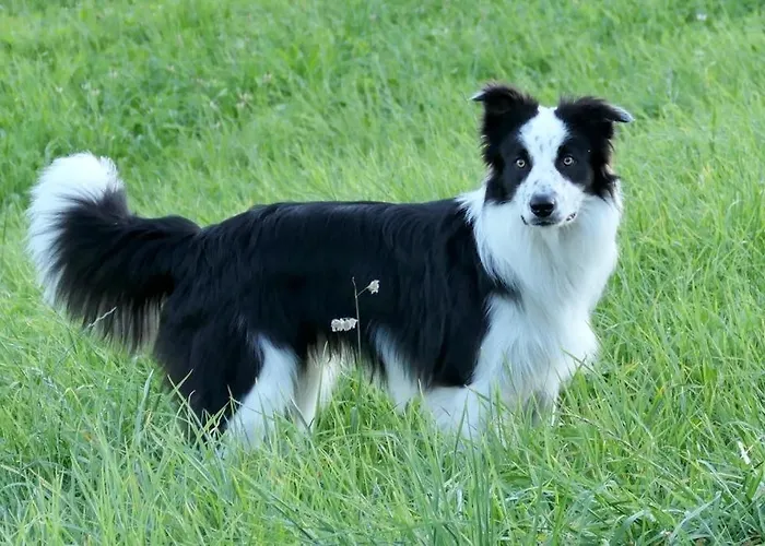 Alpstein بيت ريفي ويلدهاوس